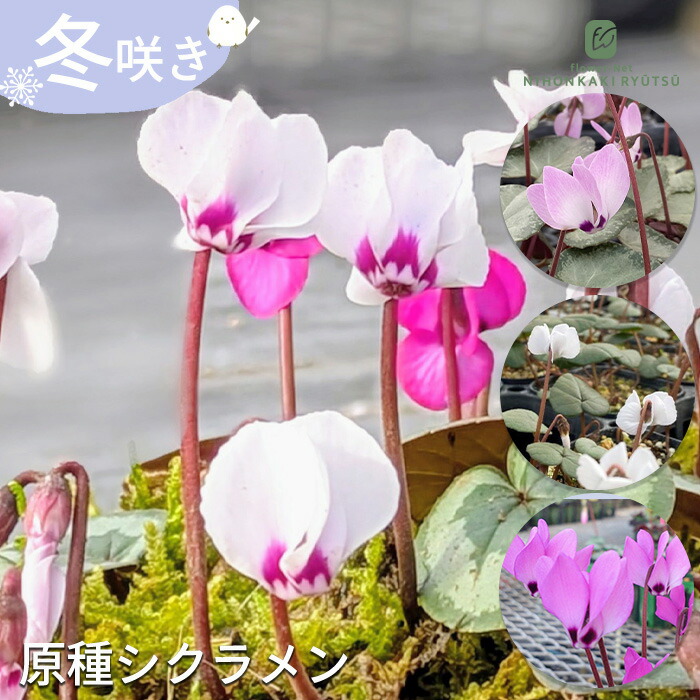 楽天市場】原種シクラメン インタミナタム : おぎはら植物園