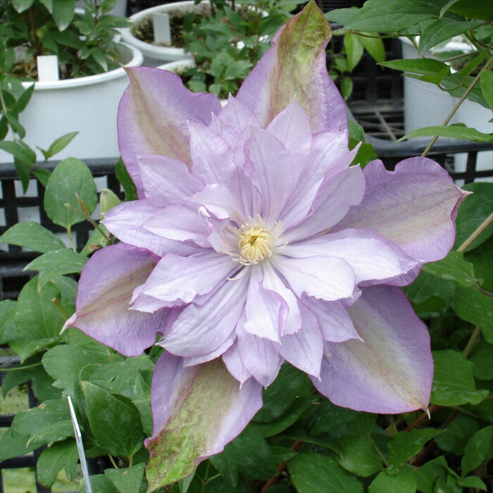 クレマチス　苗② 13759_1.jpg