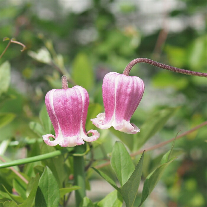楽天市場】クレマチス 苗 アンダルシア ヴィオルナ系 杉本さんの
