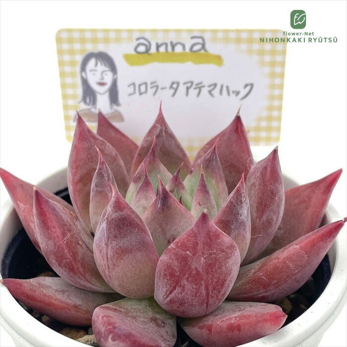 楽天市場】多肉植物 annaエケベリア ホーリンゼ×コロラータアテマ