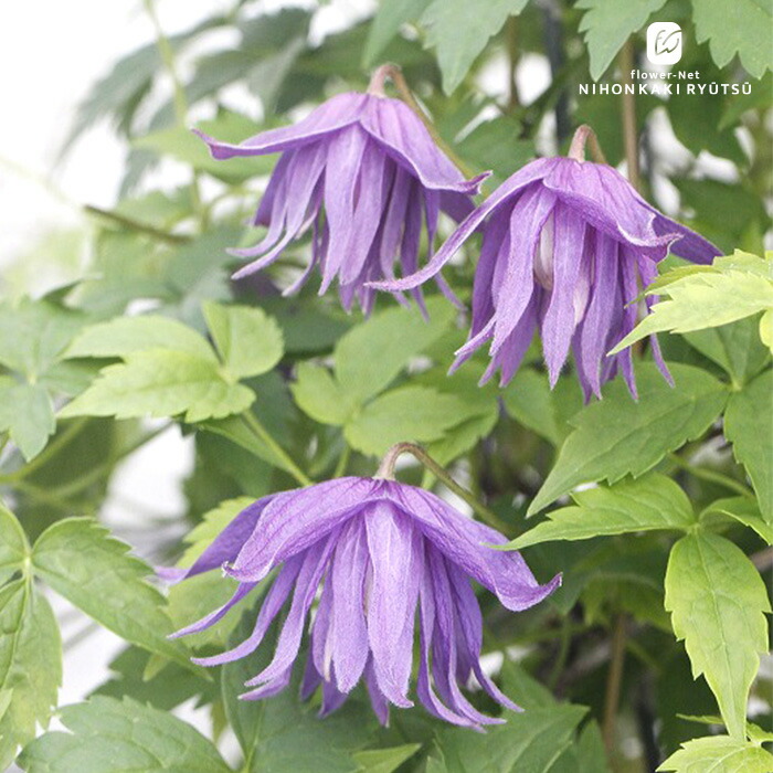 楽天市場】予約販売 クレマチス 苗 コアクチリス インテグフォリア系