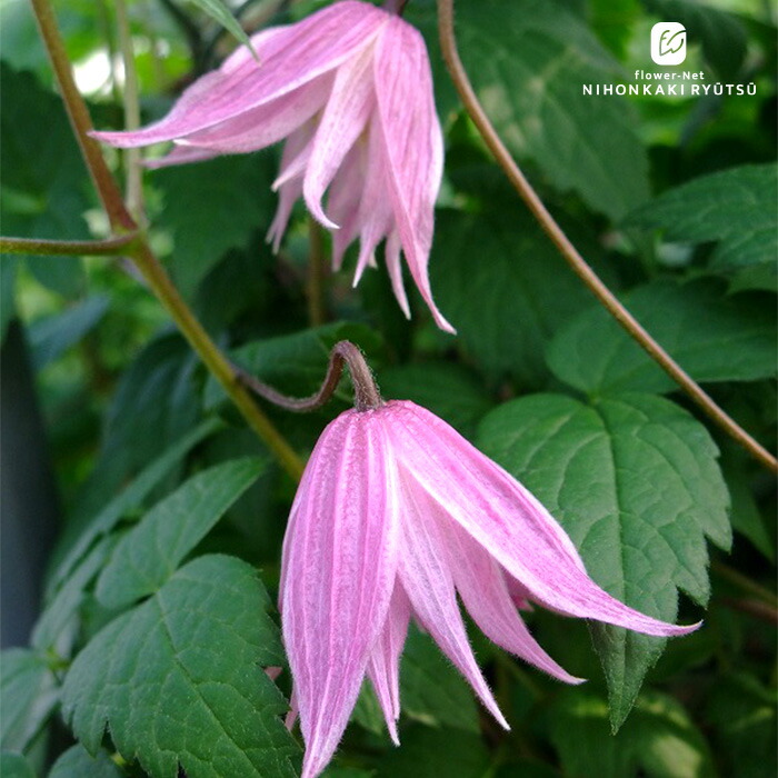 ★コアクチリス★クレマチス苗 クレマチス・コアクチリス4 : 大木ナーサリー - 通販 - Yahoo!ショッピング