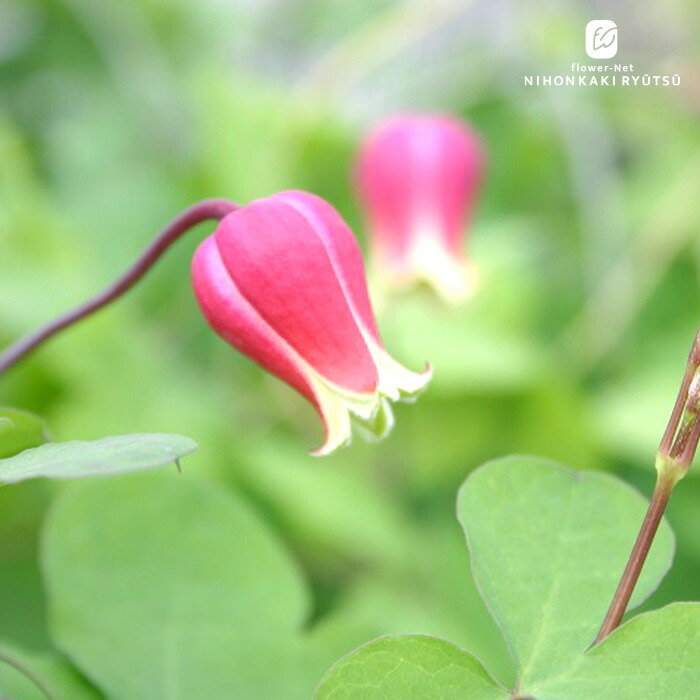 楽天市場】予約販売 クレマチス 苗 ストロベリーキッス ヴィオルナ系