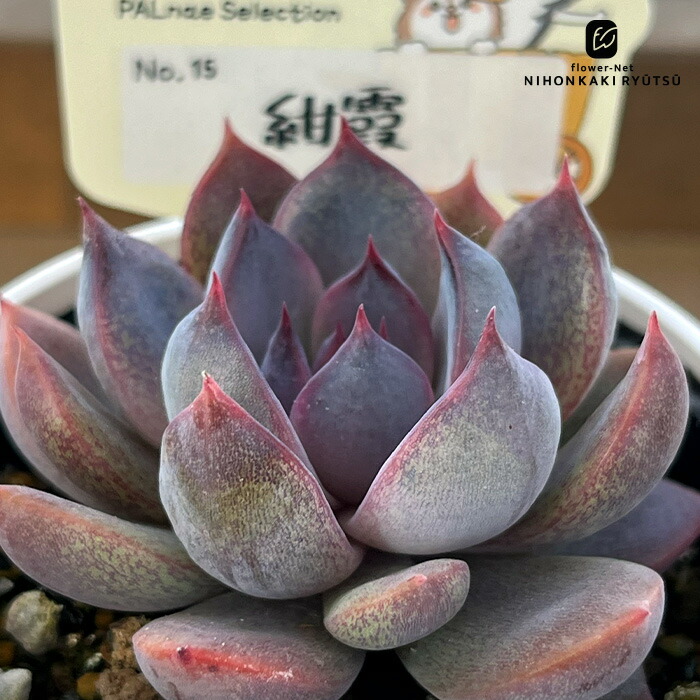楽天市場】多肉植物 O'sエケベリア 青典牡丹 多肉植物 O's PLANTS