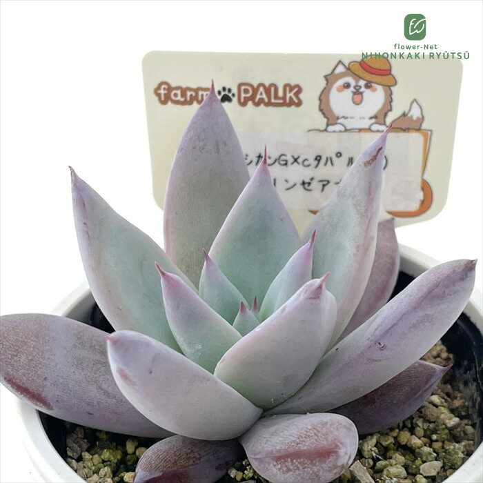 楽天市場】多肉植物 plkエケベリア リンゼアナ×トバレンシストバル