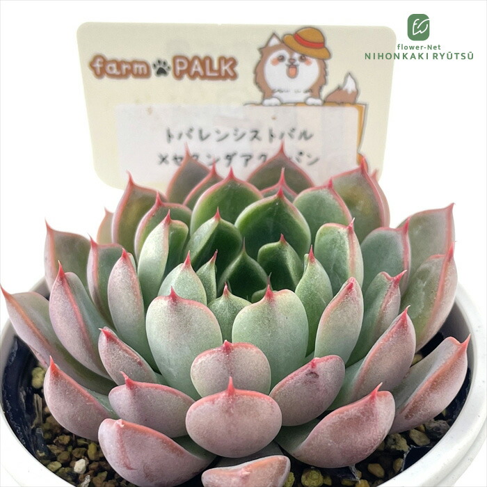 楽天市場】多肉植物 plkエケベリア トバレンシストバル×コロラータ