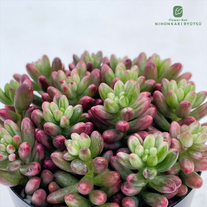 楽天市場】多肉植物 seセダム マスカットムーン 多肉植物 リトル
