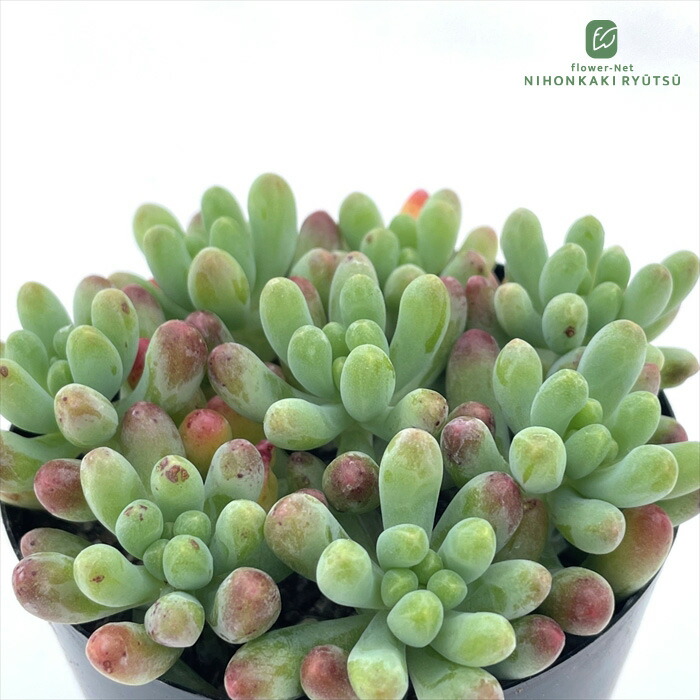 楽天市場】多肉植物 sw石蓮花 食べれる多肉植物 セキレンカ 血糖値低下