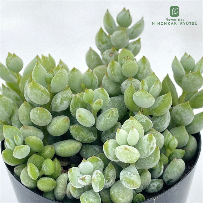 ドライフラワー 花材》☆即日出荷☆大地農園 マグノリアリーフ