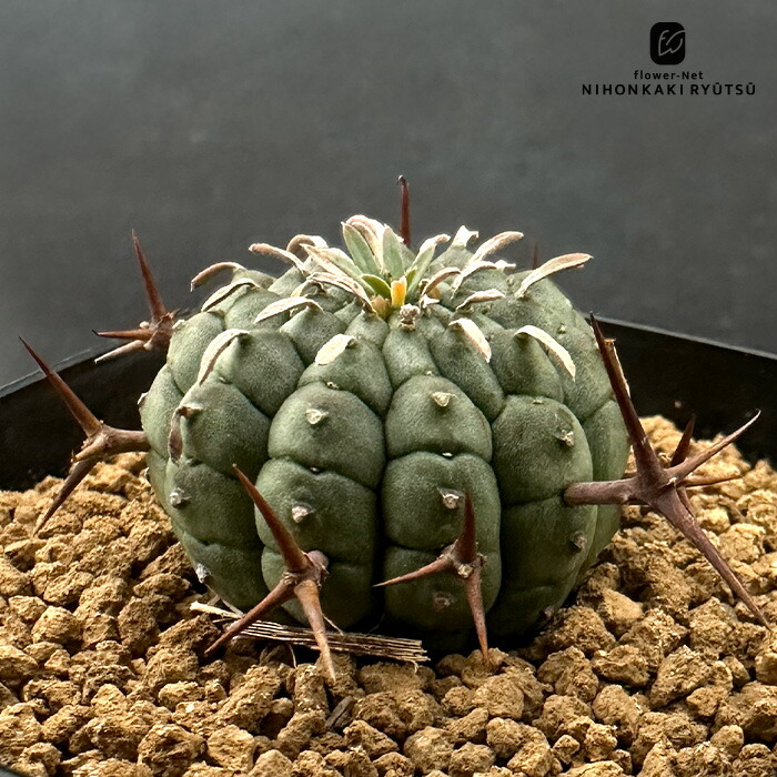 楽天市場】多肉植物 caユーフォルビア 闘牛角 多肉植物 コーデックス