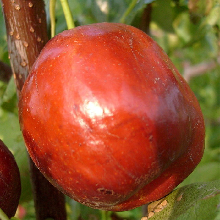 楽天市場】予約販売 なつめ 苗 一才なつめ 12cmポット 送料無料 接木苗