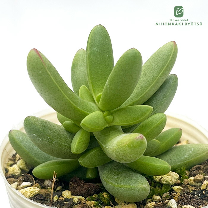 ワテルメイエリー　クラッスラ 楽天市場】多肉植物 ワテルメイエリー クラッスラ属 7.5センチポット 2