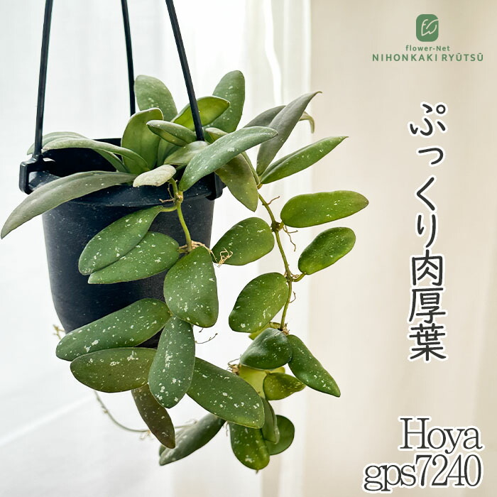 楽天市場】予約販売 観葉植物 ホヤ パンデュラータ 3号 吊り鉢 吊り