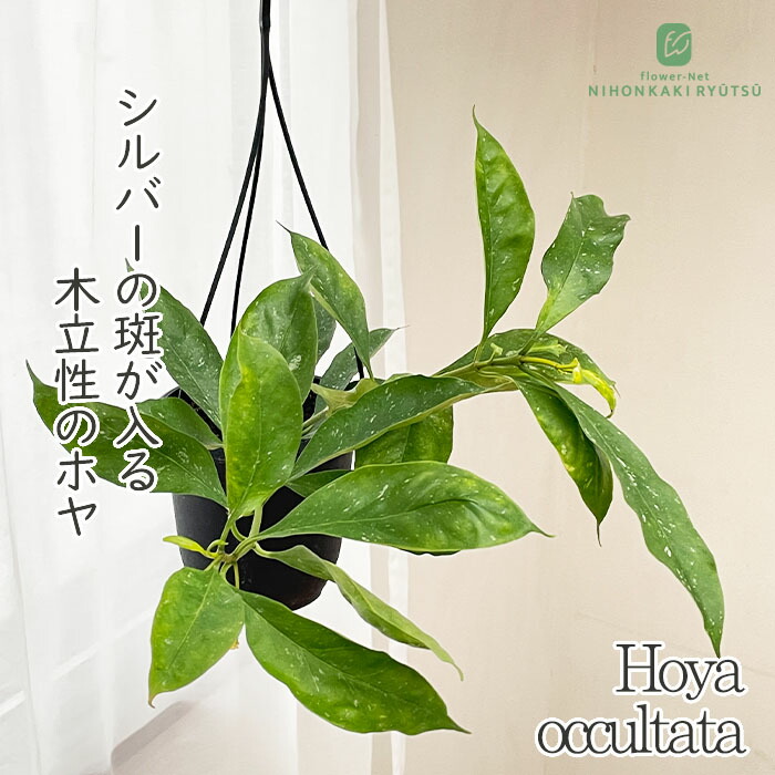 楽天市場】【先行予約 P3倍】 観葉植物 ホヤ ラクノーサ アサミ 3号