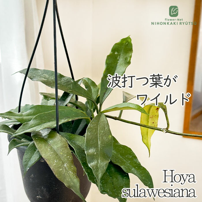 楽天市場】予約販売 観葉植物 ホヤ パンデュラータ 3号 吊り鉢 吊り