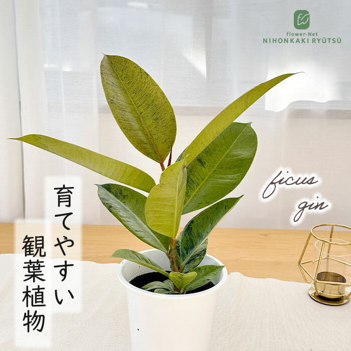 楽天市場】観葉植物 斑入りフィカス ジン ゴムの木 3.5号鉢 観葉植物
