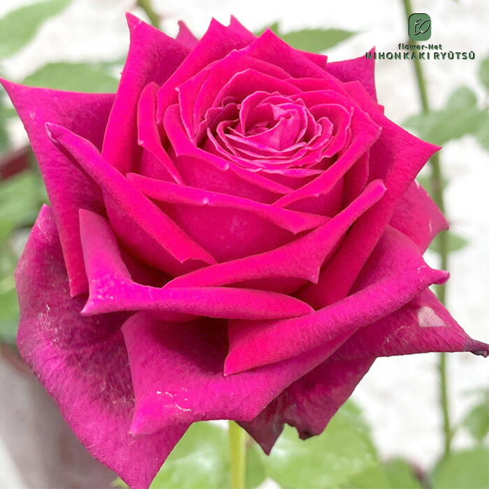 楽天市場】予約販売 バラ 苗 バラ 新苗 京阪園芸 フィネス 四季咲き