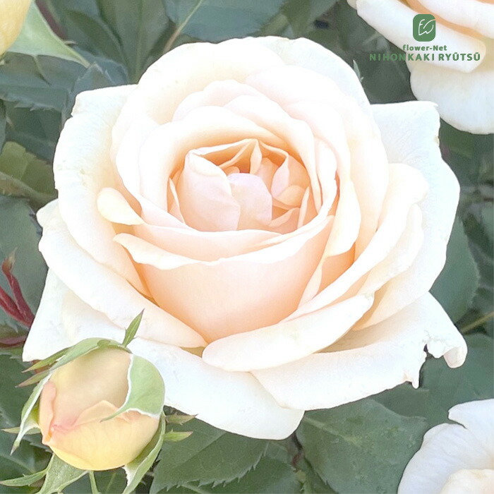 楽天市場】予約販売 バラ苗 バラ大苗 京阪園芸 だんじり囃'02