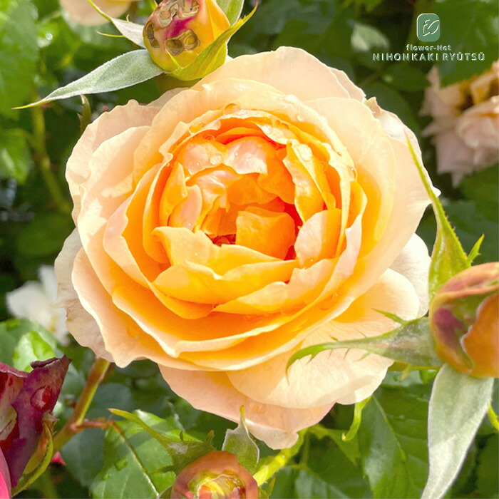 楽天市場】予約販売 バラ 苗 バラ 新苗 京阪園芸 フィネス 四季咲き