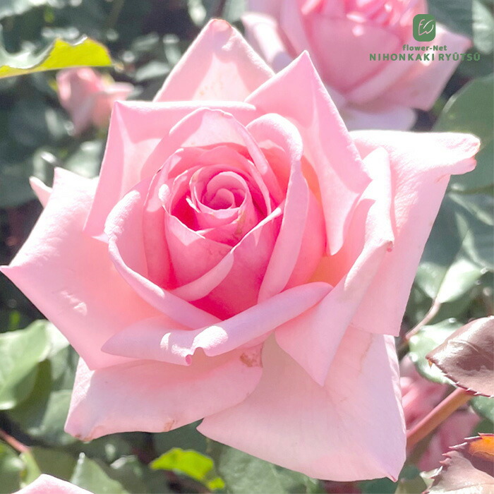 楽天市場】予約販売 バラ 苗 バラ 新苗 京阪園芸 リヴレス 四季咲き