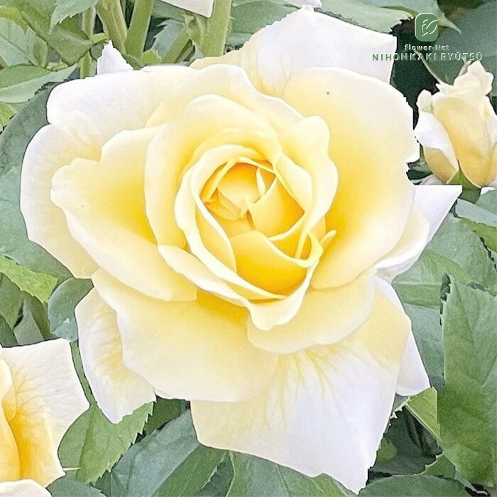 楽天市場】予約販売 バラ 苗 バラ 新苗 京阪園芸 リヴレス 四季咲き