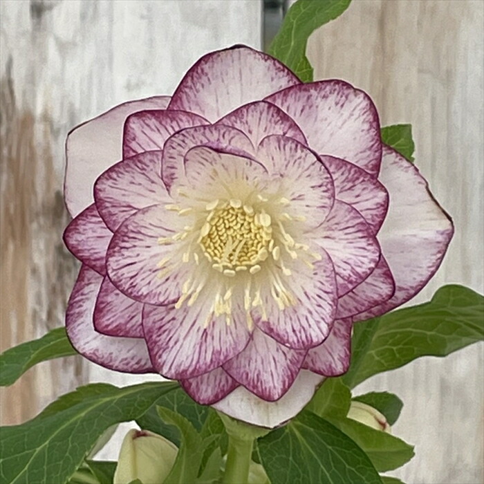 楽天市場】クリスマスローズ 広瀬園芸 ソレイユ ダブル 0213-006 現品