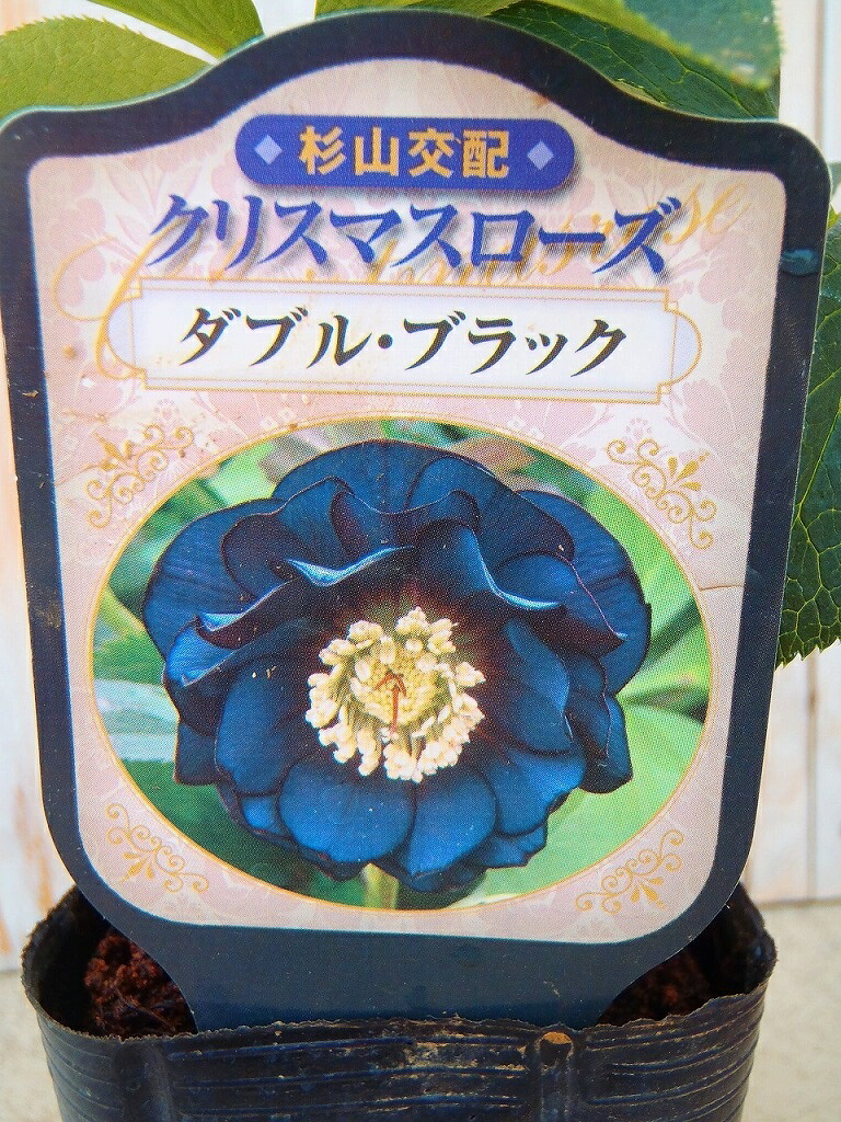 楽天市場】杉山交配 クリスマスローズ ダブル ブラック【花苗