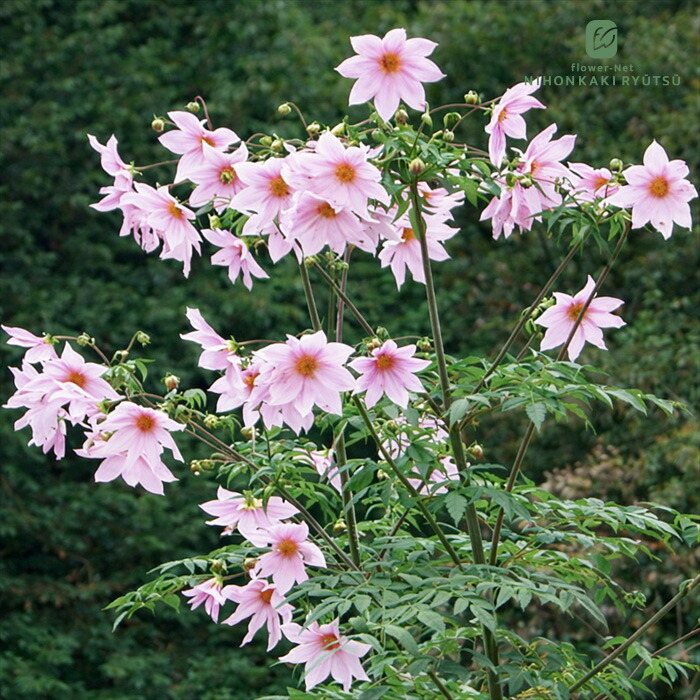 楽天市場】皇帝ダリア苗 白八重 ナポレオン・ホワイト 3.5号苗 : 千草園芸