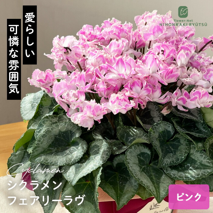 楽天市場】バラ咲き デンマークカクタス ピンクローズ 5号鉢 送料無料