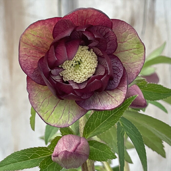 楽天市場】原種クリスマスローズ苗 デュメトルム 実生苗 落葉性 9cm