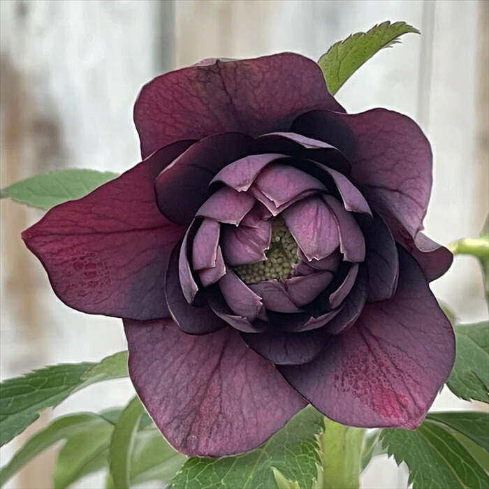 楽天市場】広瀬園芸 クリスマスローズ ダブル ピンクスポット