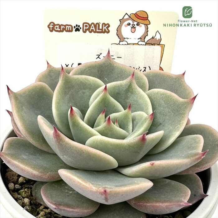 楽天市場】多肉植物 PAL nae セレクション No.010 雪琉璃 多肉植物