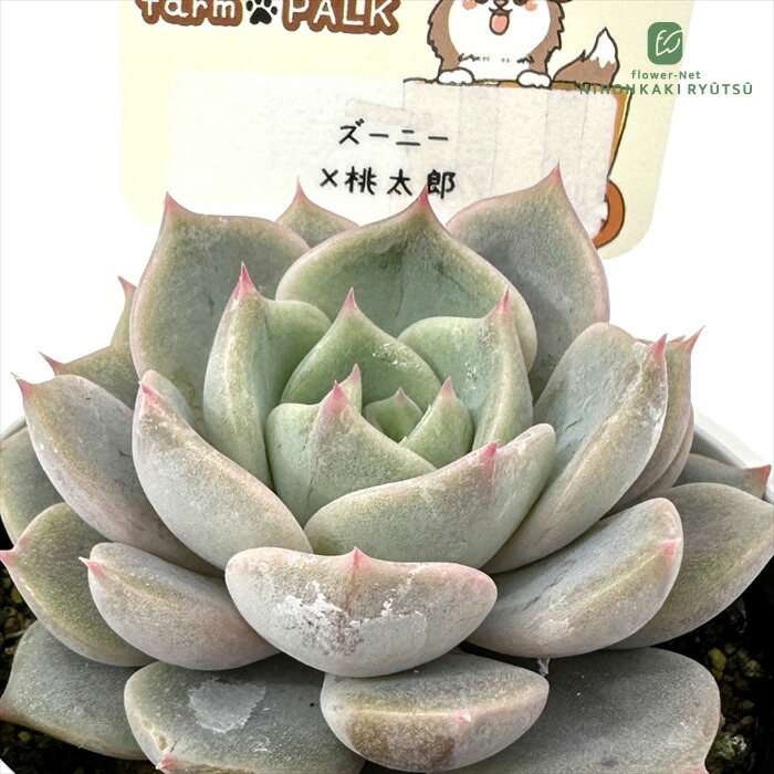 楽天市場】多肉植物 swkエケベリア 二瓶リンゼアナ 実生 送料無料 多肉