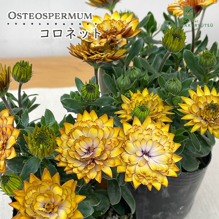 楽天市場】ラナンキュラス ランドセル 苗 サラセレネ フォティノース