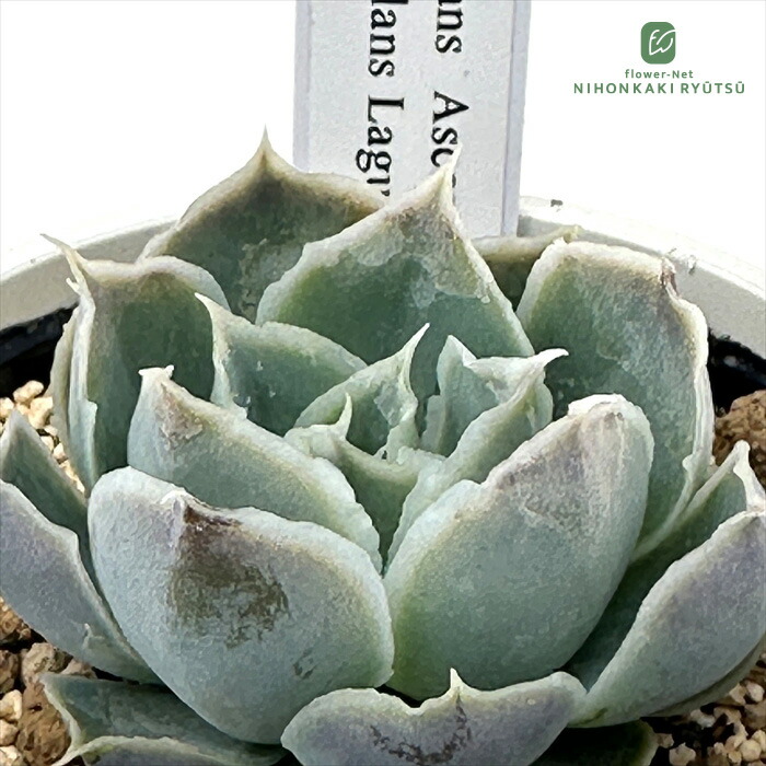 楽天市場】多肉植物 swkエケベリア 二瓶リンゼアナ 実生 送料無料 多肉