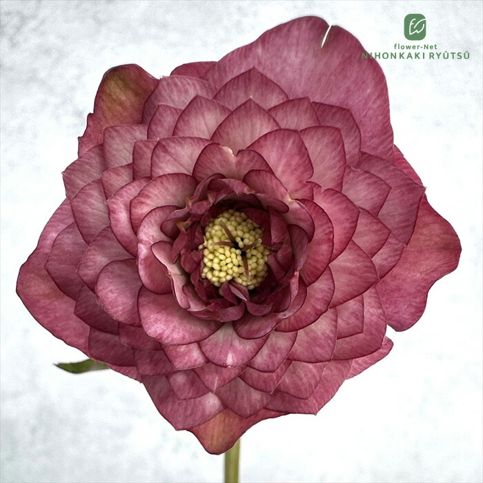 楽天市場】クリスマスローズ 超多弁 レッド 艶エッジ 0129-006 現品