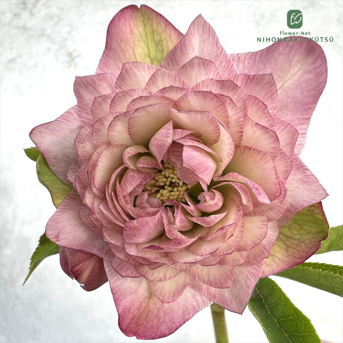 楽天市場】クリスマスローズ 大和園 カップ咲 ホワイトダブル 0222-008