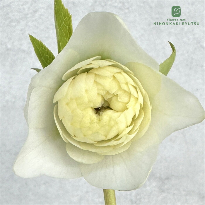 楽天市場】クリスマスローズ 大和園 カップ咲 ホワイトダブル 0222-008