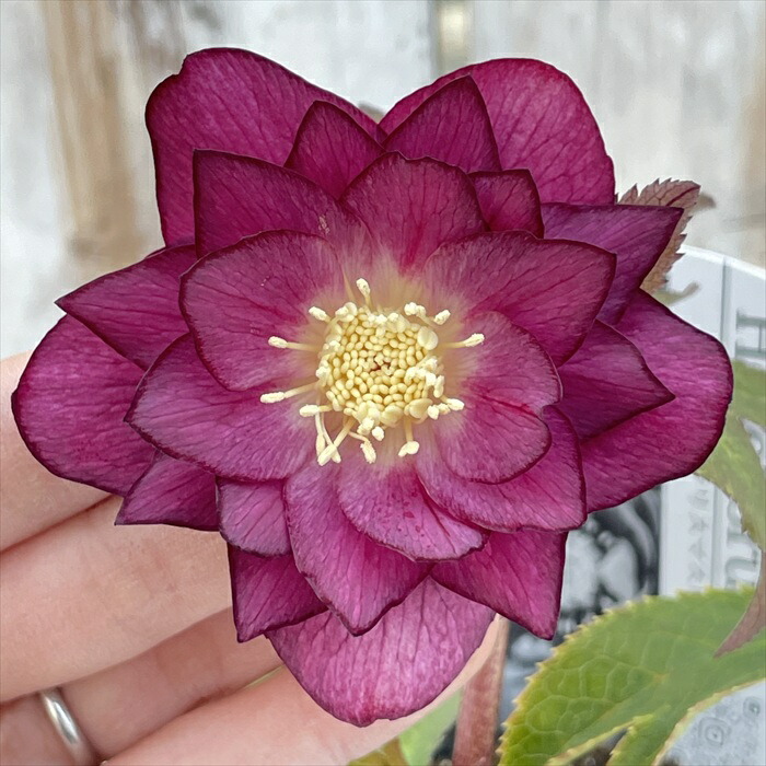 楽天市場】クリスマスローズ 超多弁 レッド 艶エッジ 0129-006 現品