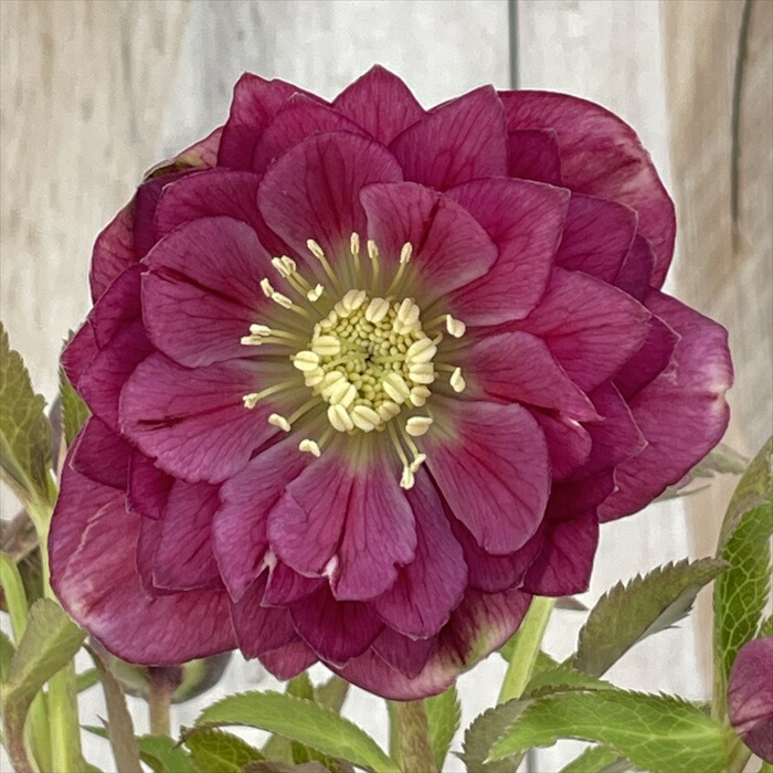 楽天市場】クリスマスローズ 超多弁 レッド 艶エッジ 0129-006 現品