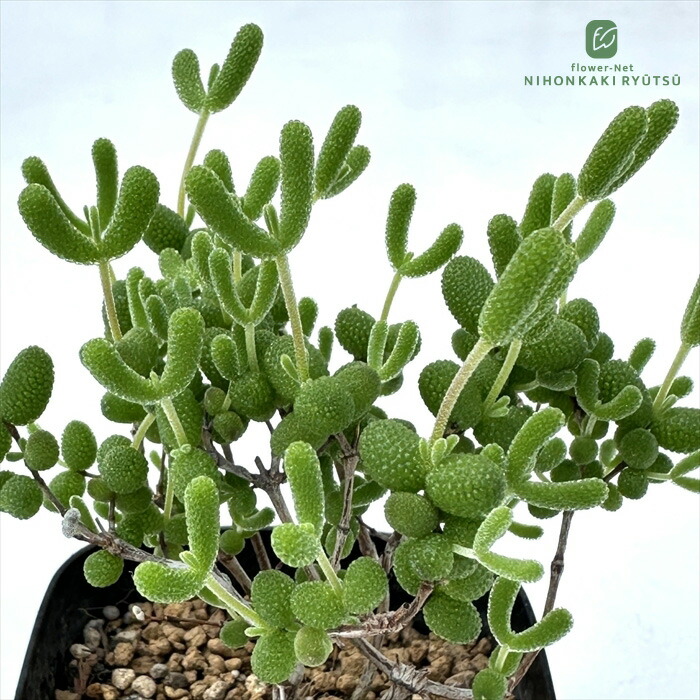 楽天市場】多肉植物 ca チレコドン レティキュラータ 万物想 実生苗
