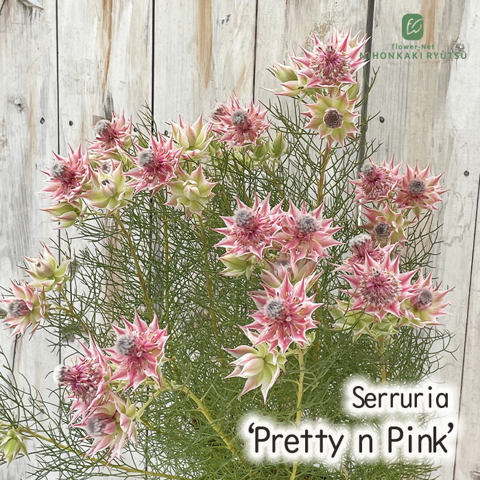 楽天市場】ジョーイセルリア ブラッシングブライド おしゃれ 観葉植物