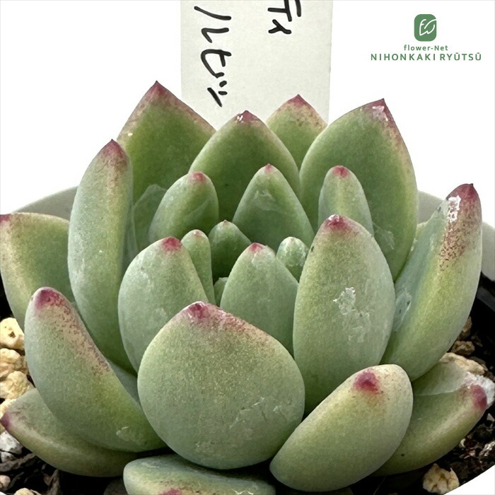 楽天市場】多肉植物 O'sエケベリア 青典牡丹 多肉植物 O's PLANTS