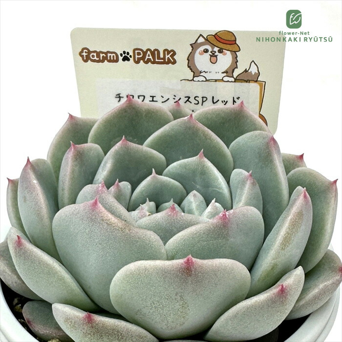 ファームパルクさん紺霞　多肉植物　エケベリア 楽天市場】多肉植物 PAL nae セレクション No.015 紺霞 多肉植物