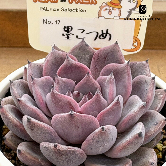 大株極上苗　オーズプランツ　青典牡丹　札付き　鉢ごと 楽天市場】多肉植物 O'sエケベリア 青典牡丹 多肉植物 O's PLANTS