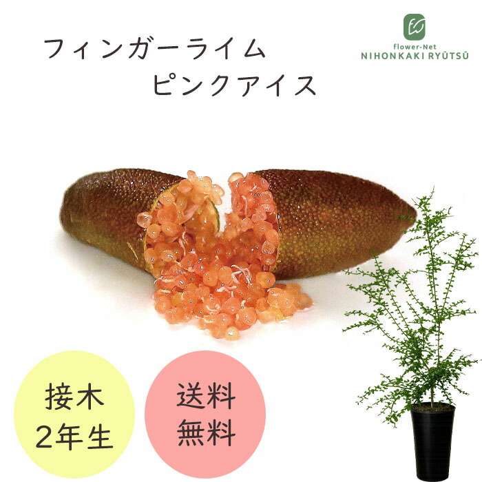 フィンガーライム ピンクアイス 7号鉢 2年生苗 苗木 果樹苗 送料無料 フィンガーライムジャパン flj｜フラワーネット 日本花キ流通