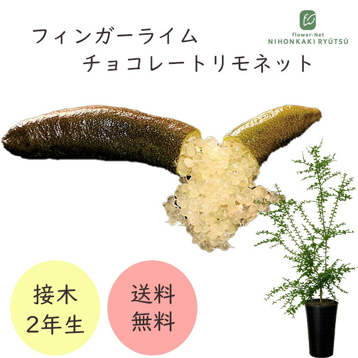 フィンガーライム チョコレートリモネット 7号鉢 2年生苗 苗木 果樹苗 送料無料 フィンガーライムジャパン flj｜フラワーネット 日本花キ流通
