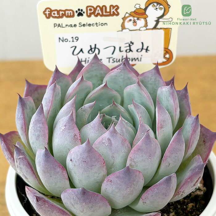 楽天市場】多肉植物 PAL nae セレクション No.018 ヴィオラルーチェ