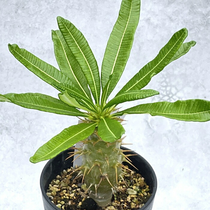 多肉植物 caパキポディウム アンボンゲンセ 国内実生 H 0626-062 多肉植物 現品販売 送料無料 コーデックス 3.5号鉢｜フラワーネット 日本花キ流通