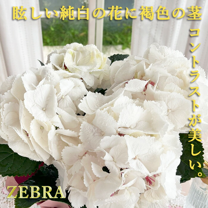 楽天市場】予約販売 アジサイ マジカルラプソディ 10.5cmポット